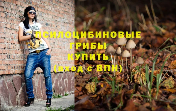 шишки Кодинск